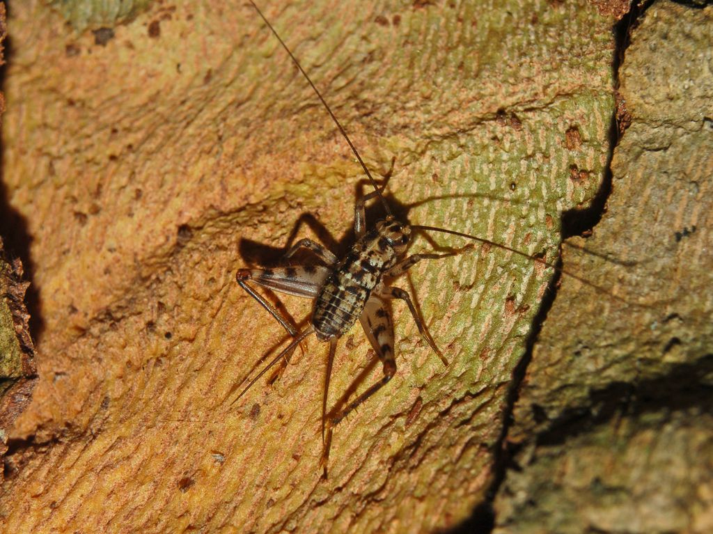 Gryllomorpha cfr. dalmatina